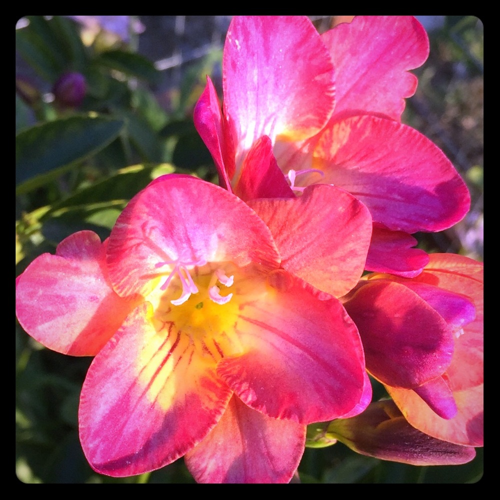 Spring 2019 on west coast 🌺